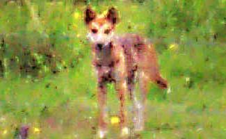 Canine pests: Wild dogs, which are a cross between dingoes and domesticated dogs, are becoming a major problem for farmers on the Northern Rivers. Canine pests: Wild dogs, which are a cross between dingoes and domesticated dogs, are becoming a major problem for farmers on the Northern Rivers.